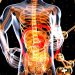 a 3d image of the human body and the structure of the body